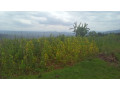 large-plot-for-sale-small-2
