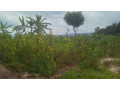 large-plot-for-sale-small-5