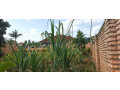 ikibanza-tugurisha-65m-gasogi-cyaruzinge-small-6