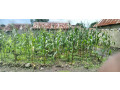 house-for-sales-gisenyi-kanembwe-small-2