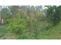land-for-sale-in-batsinda-kagugu-small-6