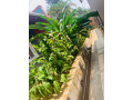 ep-062-kiyovu-kiyovu-well-furnished-studio-apartment-for-rent-at-lowest-price-at-250k-rwf-small-6