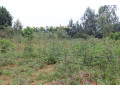 residential-land-for-sale-in-juru-bugesera-near-airport-of-rwanda-hot-deal-small-1