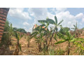 kibagabaga-residential-plot-for-sale-60million-small-3