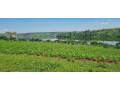 rwamagana-muhazi-plot-for-sale-small-2