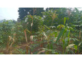 kigali-plot-for-sale-in-kinyinya-small-5