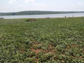 bugesera-land-for-sale-in-rilima-small-6