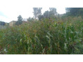 kigali-land-for-sale-in-gisozi-small-7