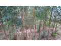 kigali-land-for-sale-in-rebero-rujugiro-small-6