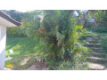 kiyovu-plot-for-sale-small-6