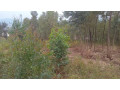 kigali-land-for-sale-in-rebero-small-2