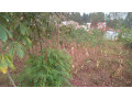 kigali-land-for-sale-in-rebero-facing-nyamirambo-side-small-2