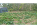 land-for-sale-in-batsinda-kagugu-small-5