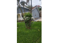 2-kibagabaga-kibagabaga-very-nice-well-unfurnished-house-for-rent-small-0