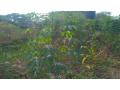 kigali-plot-for-sale-in-kinyinya-small-4