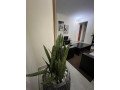 kigali-nice-fully-furnished-apartment-for-rent-in-kacyiru-small-1