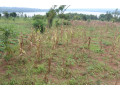 residential-plot-for-sale-in-bugesera-near-airport-hot-deal-gashora-small-1