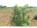 land-for-sale-in-mayange-bugesera-rwanda-small-0