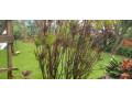 kigali-furnished-house-available-for-rent-in-kimihurura-small-3