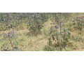 industrial-land-for-sale-in-bugesera-near-airport-of-rwanda-small-0
