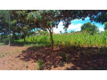 large-plot-for-sale-in-bugesera-small-4
