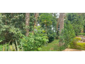 kigali-office-house-available-for-rent-in-kimihurura-small-6