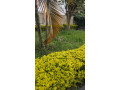 bb-032-kibagabaga-very-nice-and-big-unfurnished-house-for-rent-small-1