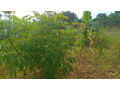 kigali-plot-for-sale-in-gahanga-kicukiro-small-7