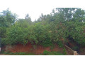kigali-land-for-sale-in-nyamirambo-mumena-small-6