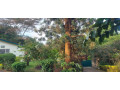 semi-furnished-house-available-for-rent-at-kiyovu-small-5
