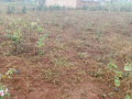 kigali-plots-for-sale-in-bugesera-kanzenze-small-4
