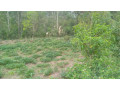 land-for-sale-in-batsinda-kagugu-small-2