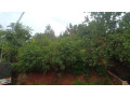 kigali-land-for-sale-in-nyamirambo-mumena-small-5