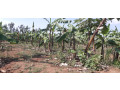 agriculture-land-for-sale-in-bugesera-gashora-rwanda-small-1