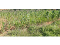 residential-plot-for-sale-in-bugesera-near-airport-hot-deal-gashora-small-3