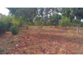 plot-for-sale-in-ndera-on-auctioncyamunara-small-4