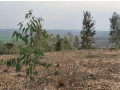 bugesera-plots-for-sale-in-kanzenze-small-8