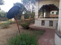 40-kimironko-very-big-plot-with-house-for-sale-call-or-whatsapp-small-3
