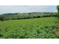 a-big-land-for-sale-in-gatsibo-at-a-good-price-small-1