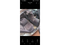 toyota-gikumi-small-1