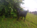 goat-small-0