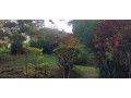 semi-furnished-bungalow-available-for-rent-at-kiyovu-small-3