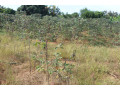 plot-for-sale-in-bugesera-near-airport-hot-deal-view-of-lake-small-2