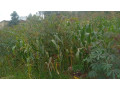 kigali-land-for-sale-in-gisozi-small-4