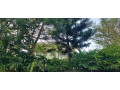kigali-unfurnished-family-villa-available-for-rent-in-nyarutarama-small-6