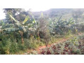 isambu-nini-yubworozi-igurishwa-muri-kirehe-small-0