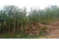 kigali-land-for-sale-in-gisozi-small-5