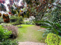 nyarutarama-villa-for-rent-in-good-neighborhood-small-9