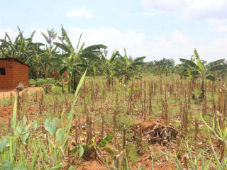 Plot for sale in Bugesera near airport Hot deal