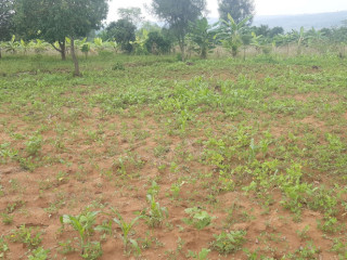 Residential Land for sale in Bugesera near airport of Rwanda